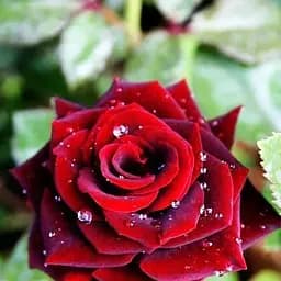 Троянда чайно-гібридна Agro-Market Блек Баккара саджанець класу АА+ вищий сорт 1 шт. в упаковці (21015)