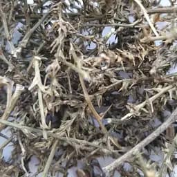 100 г солянка холмовая трава сушеная - свежий урожай