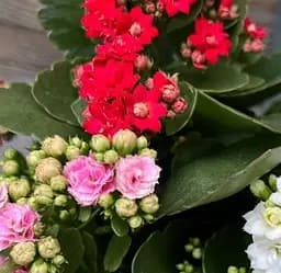 Саджанець Agro-Market Каланхое Блоссфельда Carnaval (153938) 3 саженца в упаковці