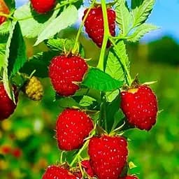 Малина Agro-Market "Гусар" (среднеранний срок созревания) 1-летний саженец (189469) 1 шт в упаковке