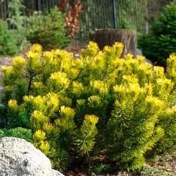 Сосна привитая Agro-Market 2-х летняя горная Carstens Wintergold С2 высота 20-25 см 187458 1 саженец в упаковке