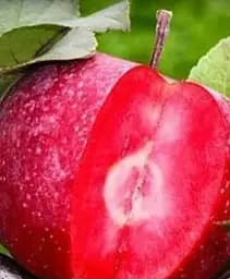 Саджанець Agro-Market Яблуня червоном'яса Сирена(Sirene) (літній сорт, середній термін дозрівання) 1 шт. в упаковці (49481)