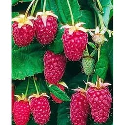 Саджанець Agro-Market Малиново - ожиновий гібрид Логанберрі торнлесс (Thornless Loganberry) (ранній термін дозрівання, безколючковий сорт) Корневище 1 шт. (43052)