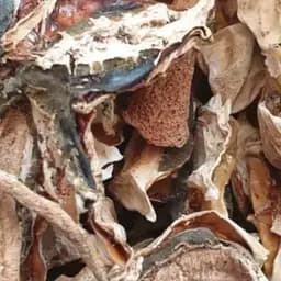 100 г гриби веселка сушені - свіжий урожай