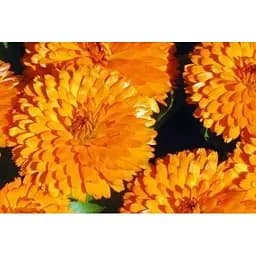 Календула "Дежавю" Весна 3г (13292)