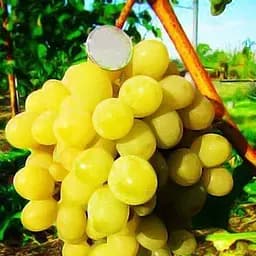 Саджанець Agro-Market Виноград Соляріс 1 шт. в пакуванні (42970)