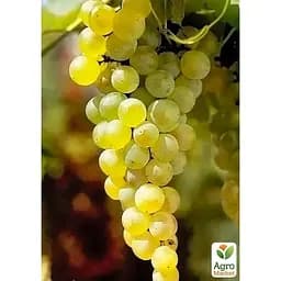 LMTD Виноград ранний Agro-Market Vroege van der Laan (сортовой, укорененный) (185701) 1 саженец в упаковке Нидерланды