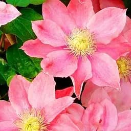 Саджанець Agro-Market Клематис Little Mermaid (43949)