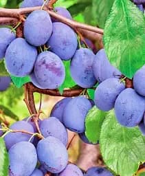 Саджанець Agro-Market Слива Чачакська найбільш 1 шт. в упаковці (46278)