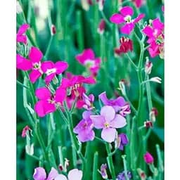 Матиола "Многолетняя" Весна 8г (22425)