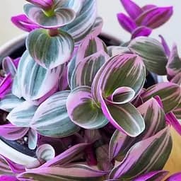 Саджанець Agro-Market Традесканція ампельна "Nanouk" (64363) 1 шт. в упаковці (кімнатний)