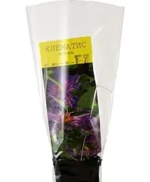 Клематис Agro-Market Multi Blue 1 саджанець в упаковці (17631) - мініатюра 3