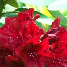 Саджанець Agro-Market Рододендрон червоний Нова Зембла (Nova Zembla) (25711)