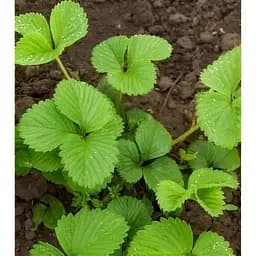 Саджанець Agro-Market Полуниця Гігант джорнея 5шт (середньо-ранній термін дозрівання, високоврожайний сорт) (37309) - мініатюра 7