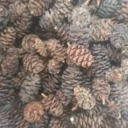 100 г ольха чёрная шишки сушеные - свежий урожай