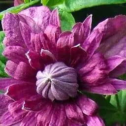 Саджанець Agro-Market Клематис 2-х річний Purpurea plena elegans вазон С2 (181582)