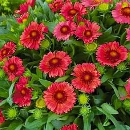 Гайлардія багаторічна великоквіткова "Guapa Red" (вазон Р9) (189463) 1 саженец