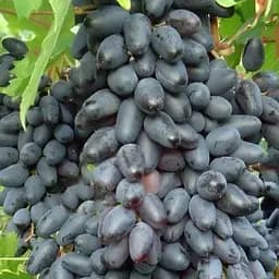 Саженец Agro-Market Виноград Одесский Сувенир (средне-поздний срок созревания, имеет высокий и стабильный урожай 1 шт. в упаковке (36298)