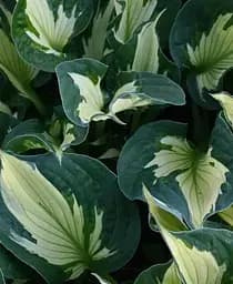 Саженец Agro-Market Хоста Colored Hulk 1 шт. в упаковке (99961)