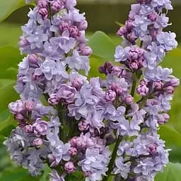 Сирень 2-летняя обыкновенная Maurice de Vilmorin, С1.5 (188522) 1 саженец в упаковке