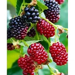 Саджанець Agro-Market Малиново-ожиновий гібрид Близнюки (Twins) (преміальний ремонтантний сорт, великі ягоди) Корневище 1 шт. (48184)