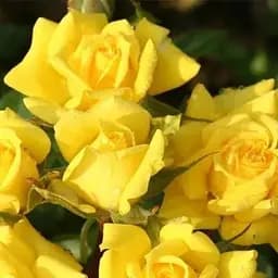 Троянда дрібноквіткова (спрей) Agro-Market Еллоу Бейбі Yellow Babe саджанець класу АА+ вищий сорт 1 шт. в упаковці (36218)