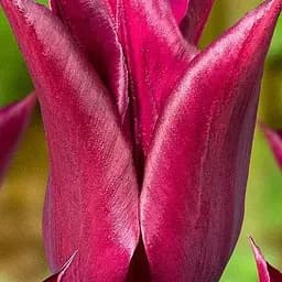 Тюльпан "Purple Heart" (лилиоцветный) (186182) 2 шт