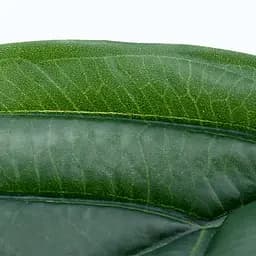 Штучне листя Engard  Monstera 56см (TW-48) - мініатюра 5
