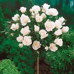 Троянда штамбова Agro-Market Аваланж Avalanche саджанець класу АА+ вищий сорт 1 шт. в упаковці (52738)