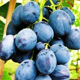 Саджанець Agro-Market Виноград Голубок (винний сорт) 1 шт. в пакуванні (44323)