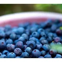 Саджанець Agro-Market Лохина (чорниця садова) Голд Раубе (середній термін дозрівання) 1 саджанець (45480) - мініатюра 2