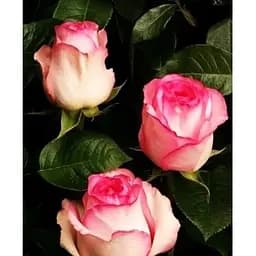 Саджанець Agro-Market Троянда чайно-гібридна Белла Віта (клас АА +) вищий сорт (15994) 1 шт.