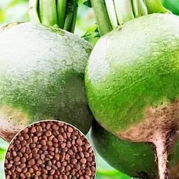 Редька "Ніка" ТМ "Весна"  10г (178654)