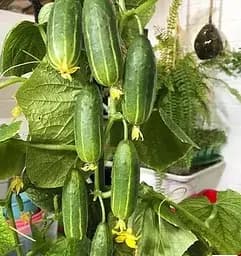 Насіння Весна Огірок Трюкач самозапильний Зіпер 0.5 г (184325)