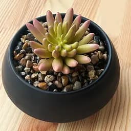 Горщик зі штучною рослиною МВМ My Home, 9 см, чорний (DH-FLOWERS-18 GREEN/BLACK) - мініатюра 3