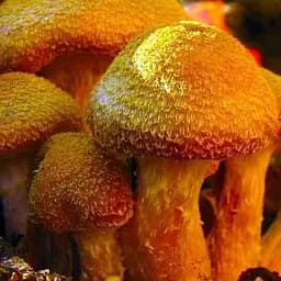 Сухий зерновий міцелій "Опеньок товстоногий" 100г (45584)