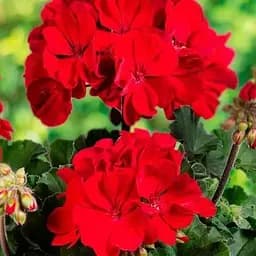 Пеларгонія зональна "Dark Red" (176645) 1 саженец