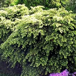 Тсуга канадская Agro-Market Jeddeloh C2 высота 15-20см диаметр 20-30 см 188032 1 саженец в упаковке