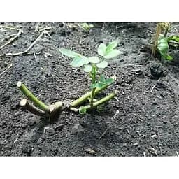 Саджанець Agro-Market Троянда англійська Едем (клас АА +) вищий сорт (15982) 1 шт. - мініатюра 3
