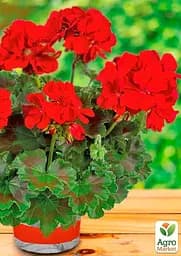 Пеларгонія зональна "Dark Red" (176645) 1 саженец - мініатюра 3