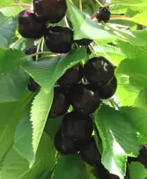 Саджанець Agro-Market Черешня Наполеон (літній сорт, середньопізній термін дозрівання) 1 шт. в упаковці (36532)