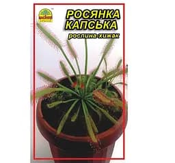 Насіння Росянка капська 5 шт. (Насіння країни)