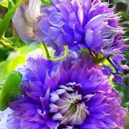 Клематис Agro-Market Blue Light 1 саджанець в упаковці (38363)