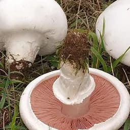 Сухий зерновий міцелій "Печериця лугова" 10г (45510)