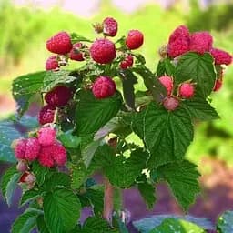 Саженец Agro-Market Малиновое дерево Красота 1 шт.