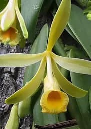 Ваніль мадагаскарська Bourbon (Бурбон) (49891) 1 саджанець в упаковці