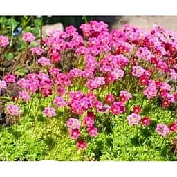 Саджанець Agro-Market Ломикамінь квітучий килим Marto Rose (144870) 1 шт.