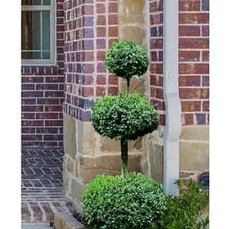 Самшит вечнозеленый формованный 3-х ярусный (189766) 1 саженец