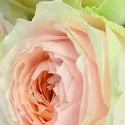 Троянда чайно-гібридна Agro-Market Gravity саджанець класу АА+ вищий сорт 1 шт. в упаковці (181479)