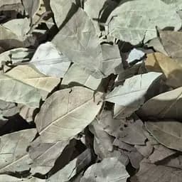 100 г лаврове листя сушене, свіжий урожай